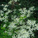 Clematis recta 'Purpurea' fleur